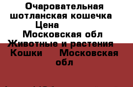 Очаровательная шотланская кошечка › Цена ­ 3 500 - Московская обл. Животные и растения » Кошки   . Московская обл.